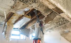 Best Mold Damage Restoration  in Barrington, IL